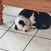 Apollon a rejoint le concours — aidez-le/la à gagner de superbes lots ! adorable, animal, black_and_white, companion, cozy, cute, dog, domestic_animal, floor, fur, indoors, peaceful, pets, puppies, resting, sleeping, tile_floor, two_animals, wooden_furniture, young