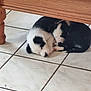 adorable, animal, black_and_white, companion, cozy, cute, dog, domestic_animal, floor, fur, indoors, peaceful, pets, puppies, resting, sleeping, tile_floor, two_animals, wooden_furniture, young
