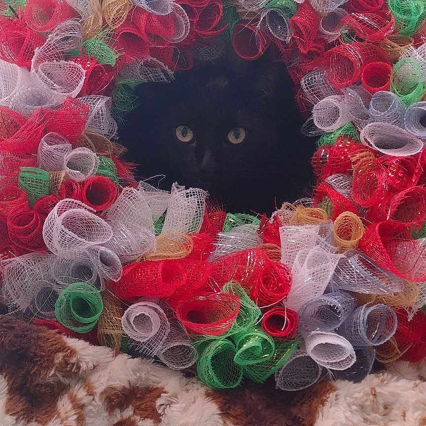 Foo is registered to the contest to win money with this photo: animal, black_cat, blanket, cat, cozy, cute, decor, eyes, face, festive, gold, green, holiday, indoor, mesh_ribbon, patterned_blanket, pet, red, white, wreath