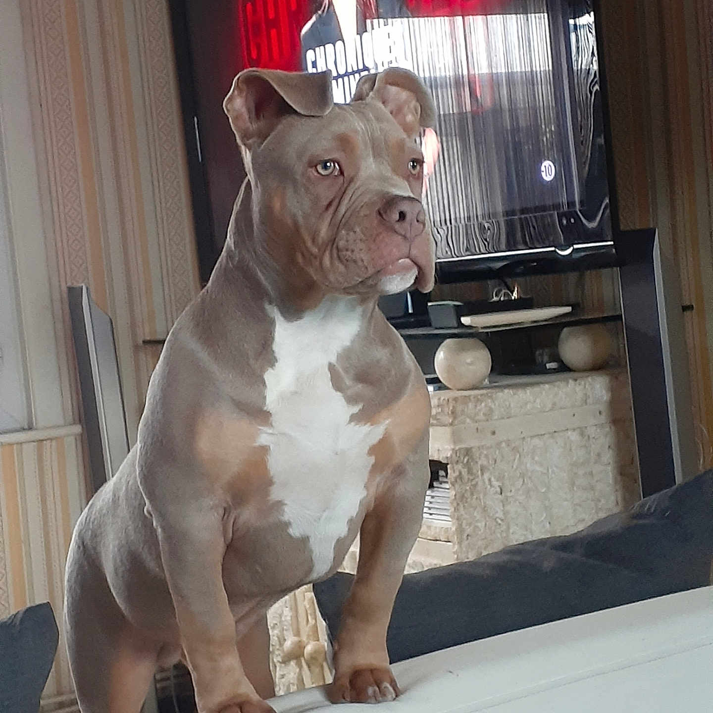 Simba a rejoint le concours — aidez-le/la à gagner de superbes lots ! alert, brown_dog, canine, companion, couch, dog, domestic_animal, ears, furniture, guarding, home, indoor, living_room, mammal, pet, portrait, standing, television, watching, white_chest