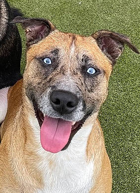 Dori is registered to the contest to win money with this photo: ancient_dog_breeds, canidae, carnivore, collar, companion_dog, dog, dog_breed, dog_collar, fawn, fur, grass, guard_dog, non_sporting_group, snout, sporting_group, terrestrial_animal, whiskers, working_animal, working_dog, wrinkle