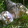 kitten, cat, grass, outdoor, nature, sunlight, twigs, green_eyes, playful, young, fur, whiskers, closeup, animal, pet, cute, lying_down, daylight, small, adorable