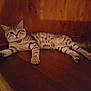 cat, tabby, striped, feline, pet, indoor, wooden_floor, wood_panel_wall, relaxed, lying_down, animal, mammal, whiskers, ears, paws, tail, domestic_cat, cozy, shadow, warm_light