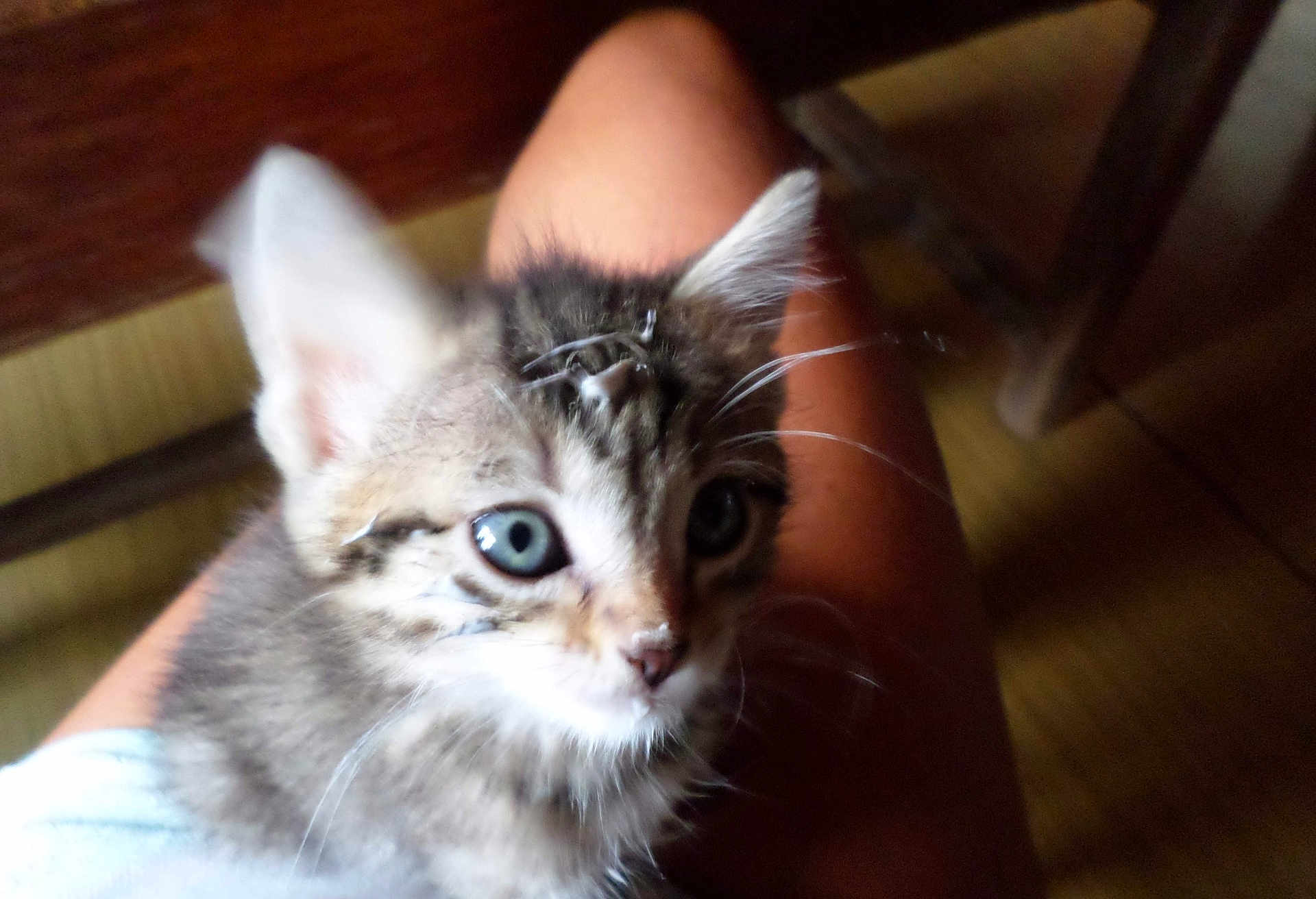 Poupoune a rejoint le concours — aidez-le/la à gagner de superbes lots ! kitten, cat, blue_eyes, fur, whiskers, pet, animal, lap, person, blur, close_up, indoor, curious, young, cute, feline, domestic, soft, warm, background