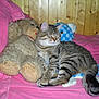 cat, tabby, teddy_bear, plush_toy, pink_blanket, wooden_wall, indoor, sleepy, cozy, pet, animal, feline, soft_toys, resting, cute, domestic_cat, striped, fur, whiskers, relaxed