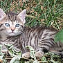 kitten, cat, tabby, blue_eyes, grass, leaves, outdoor, nature, animal, pet, fur, whiskers, cute, young, small, mammal, resting, wildlife, closeup, laying