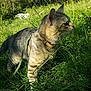 cat, tabby_cat, outdoor, grass, greenery, leash, collar, nature, sunlight, animal, pet, mammal, walking, flora, field, daylight, curious, feline, side_view, exploring