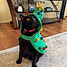 cat, black_cat, costume, christmas_tree, holiday, pom_poms, yellow_eyes, pink_collar, bell, indoor, living_room, rug, wooden_floor, furniture, tv_stand, decor, pet, cute, animal, sitting