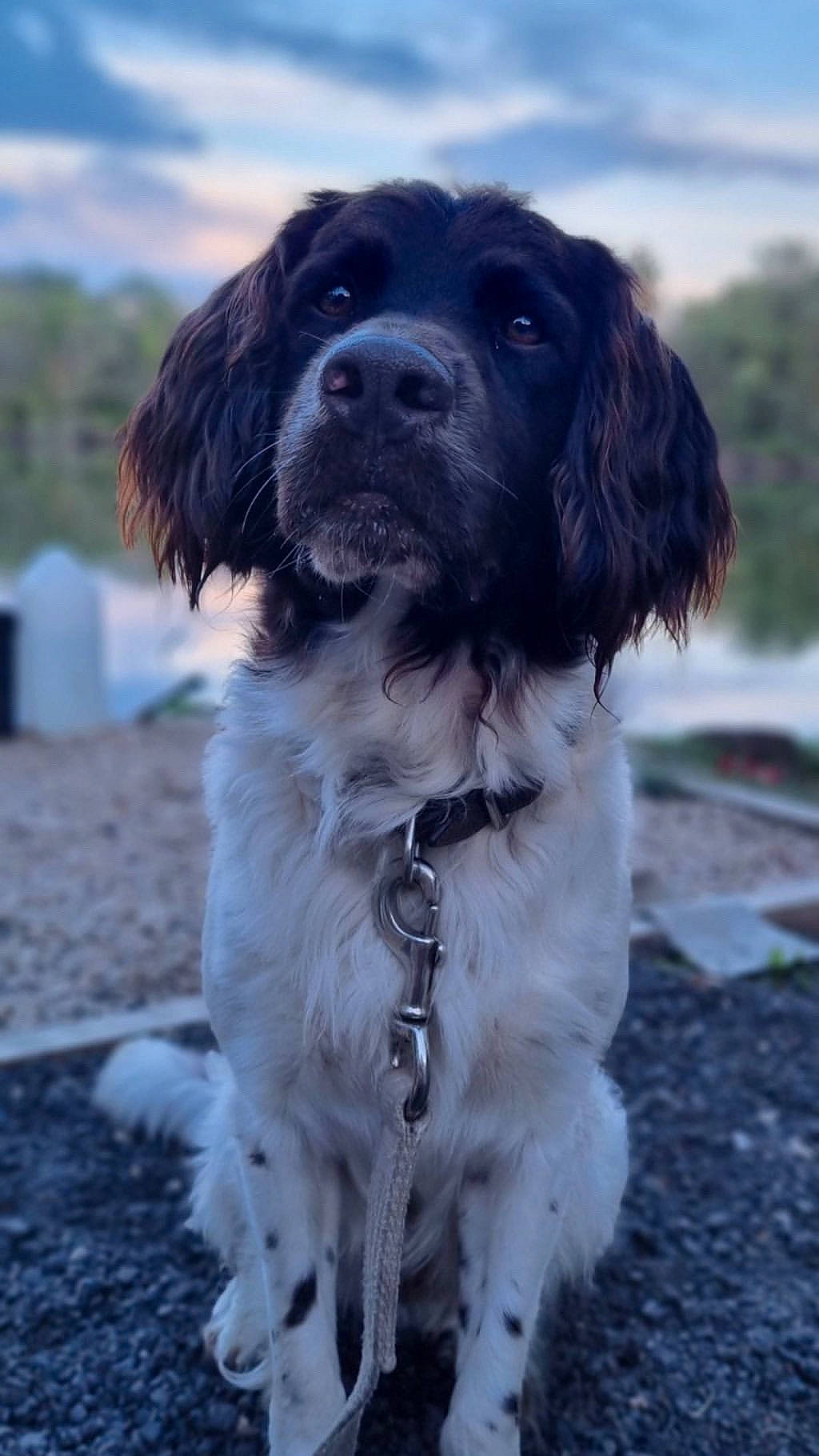 Oreo a rejoint le concours — aidez-le/la à gagner de superbes lots ! accessories, animal, canine, cockerspaniel, collar, dog, hound, jewelry, leash, nature, necklace, outdoors, papillon, pet, puppy, rock, sky, slate, snout, strap