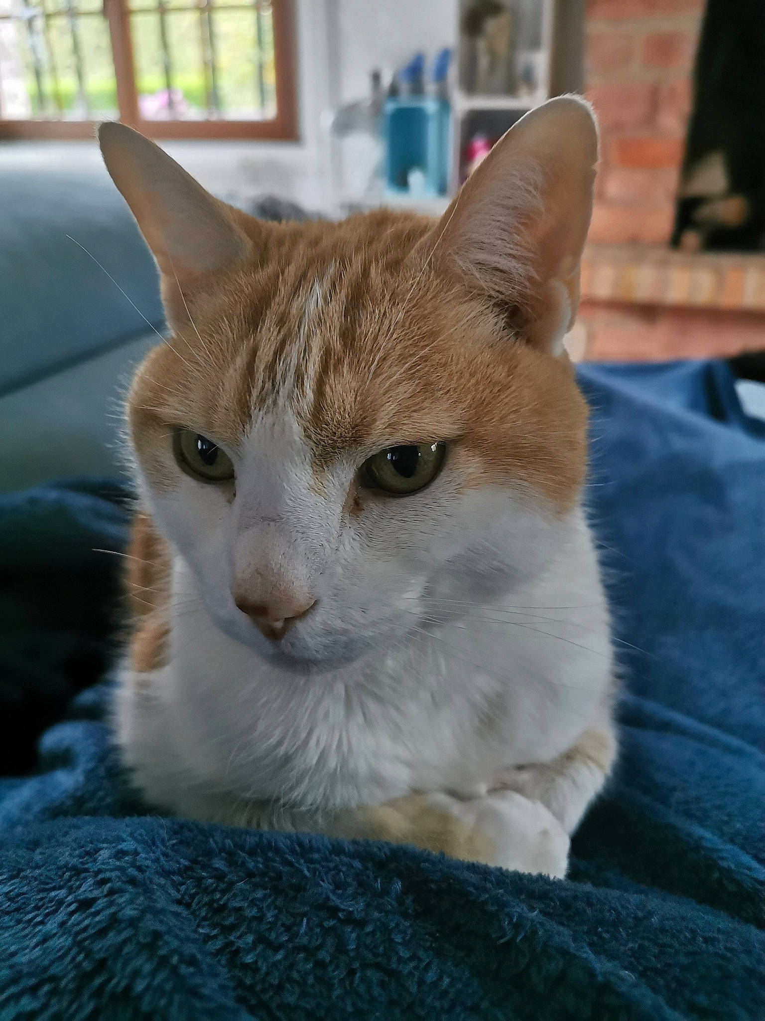 Mystik a rejoint le concours — aidez-le/la à gagner de superbes lots ! carnivore, cat, domestic_short_haired_cat, fawn, felidae, fur, grass, paw, pet_supply, sitting, small_to_medium_sized_cats, snout, tail, terrestrial_animal, whiskers, window