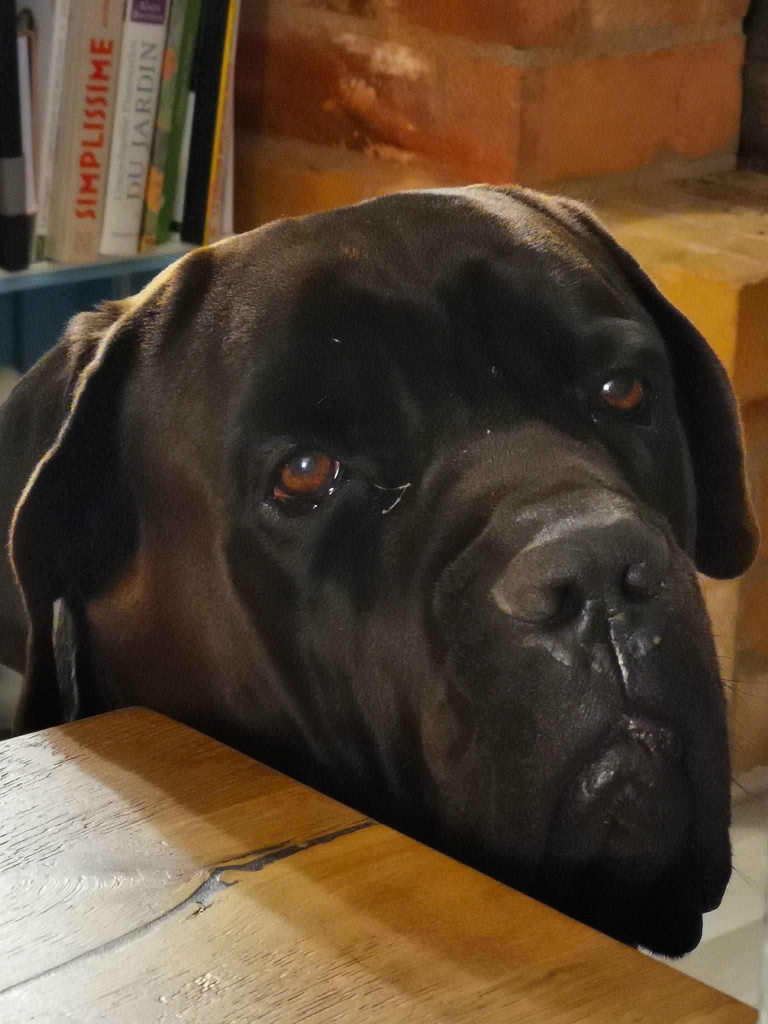 Ares a rejoint le concours — aidez-le/la à gagner de superbes lots ! borador, canidae, carnivore, comfort, companion_dog, dog, dog_breed, fur, guard_dog, gun_dog, head, liver, metal, pet_supply, retriever, snout, sporting_group, terrestrial_animal, whiskers, working_animal