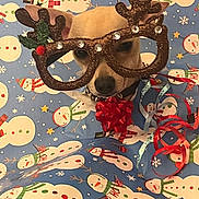 Norman joined the competition — help win amazing prizes! dog, reindeer_glasses, christmas_bow, wrapping_paper, snowman_pattern, holiday, festive, cute, pet, costume, decorations, red, blue, ribbons, small_dog, face, eyes, nose, animal, celebration