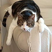 Chance-Erine a rejoint le concours — aidez-le/la à gagner de superbes lots ! cat, tabby, white_paws, couch, armrest, indoor, pet, feline, relaxed, resting, fur, whiskers, ears, animal, home, cozy, blanket, striped, laying, domestic_cat