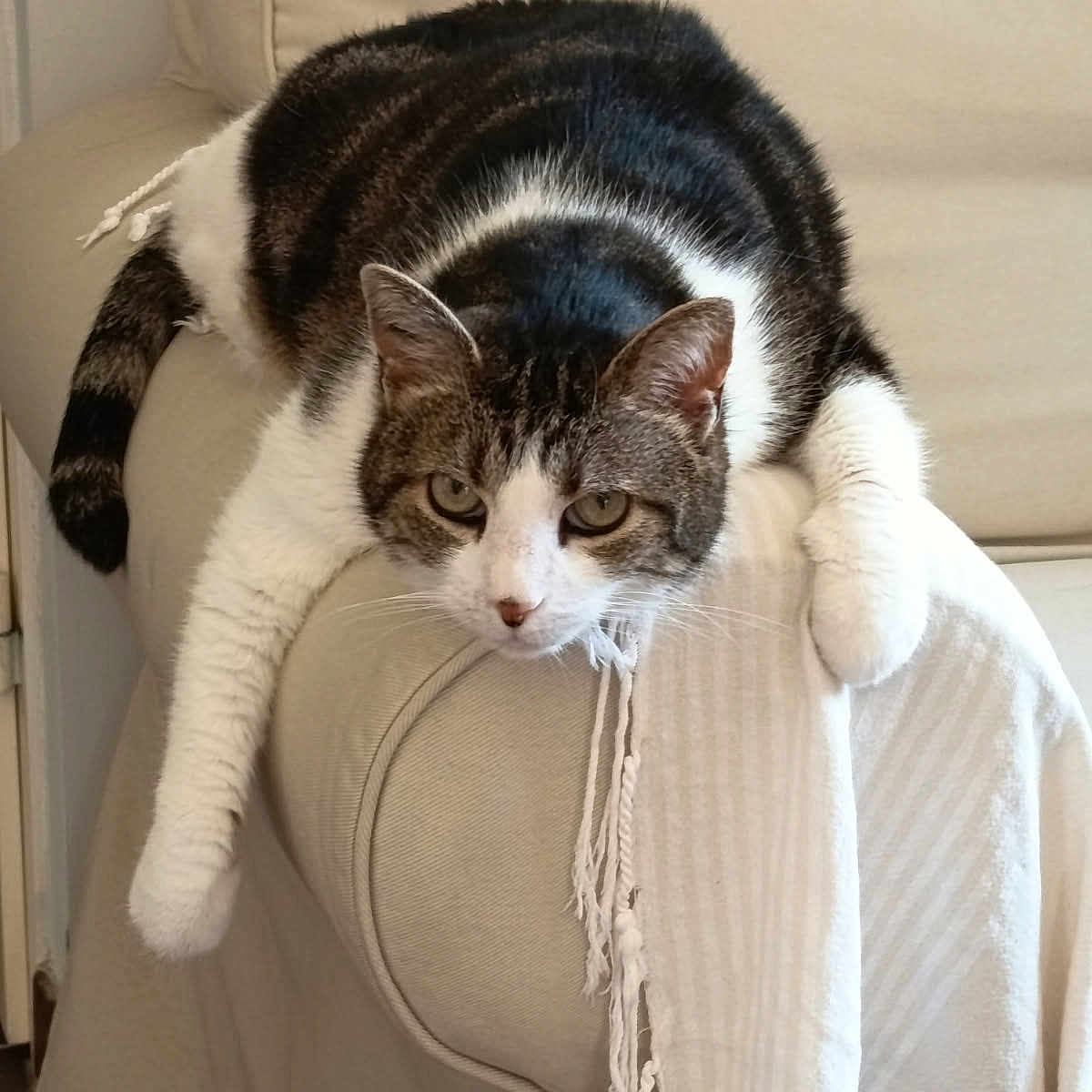 Chance-Erine a rejoint le concours — aidez-le/la à gagner de superbes lots ! cat, tabby, white_paws, couch, armrest, indoor, pet, feline, relaxed, resting, fur, whiskers, ears, animal, home, cozy, blanket, striped, laying, domestic_cat