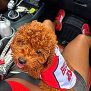 Kobe joined the competition — help win amazing prizes! bright_colors, car_interior, casual_clothing, close_up, curly_fur, dog, gear_shift, happy, keys, lap, legs, person, pet, puppy, red_jersey, red_shoes, seatbelt, sporty, summer, tongue_out