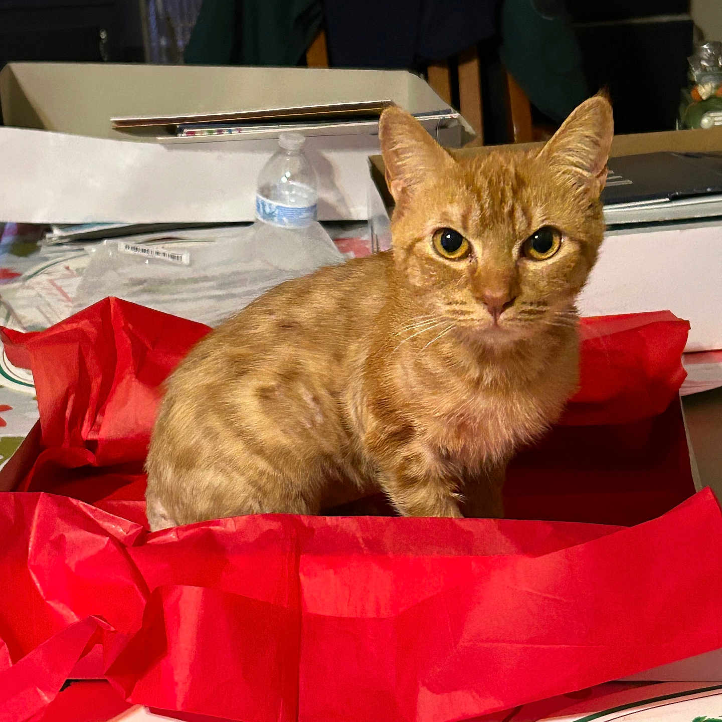 Pumpkin is registered to the contest to win money with this photo: background_clutter, box, cat, closeup, curious, domestic_animal, domestic_life, feline, festive_decor, household_items, indoor, looking_at_camera, orange_tabby, pen, pet, red_tissue_paper, sitting, table, tablecloth, water_bottle