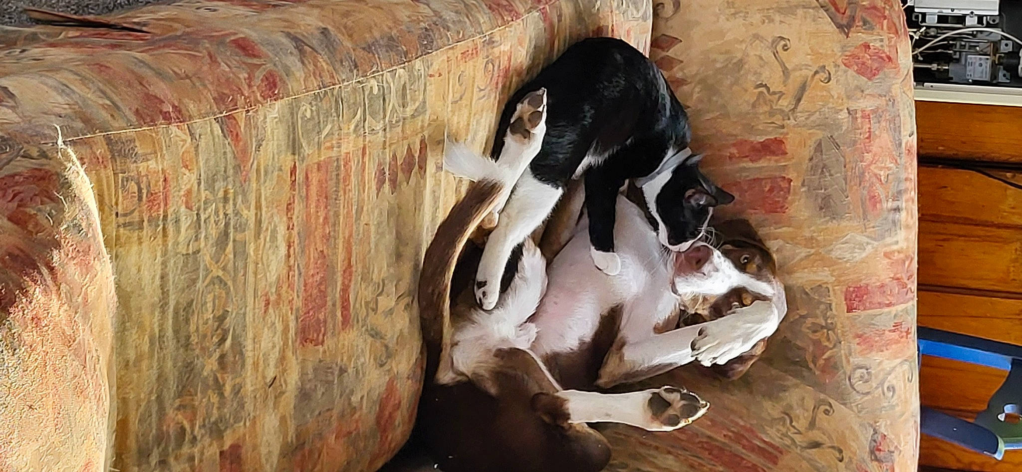 Flynn is registered to the contest to win money with this photo: art, canidae, carnivore, companion_dog, dog, dog_breed, fawn, fur, human_leg, non_sporting_group, seabird, snout, sporting_group, street_dog, tail, terrestrial_animal, visual_arts, wildlife, wood, working_animal