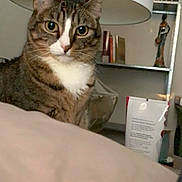 Petunia is registered to the contest to win money with this photo: animal, bookshelf, brown, cat, closeup, cozy, curious, cushion, decor, domestic, furniture, household, indoor, lamp, mammal, pet, portrait, striped, tabby, white