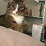 animal, bookshelf, brown, cat, closeup, cozy, curious, cushion, decor, domestic, furniture, household, indoor, lamp, mammal, pet, portrait, striped, tabby, white