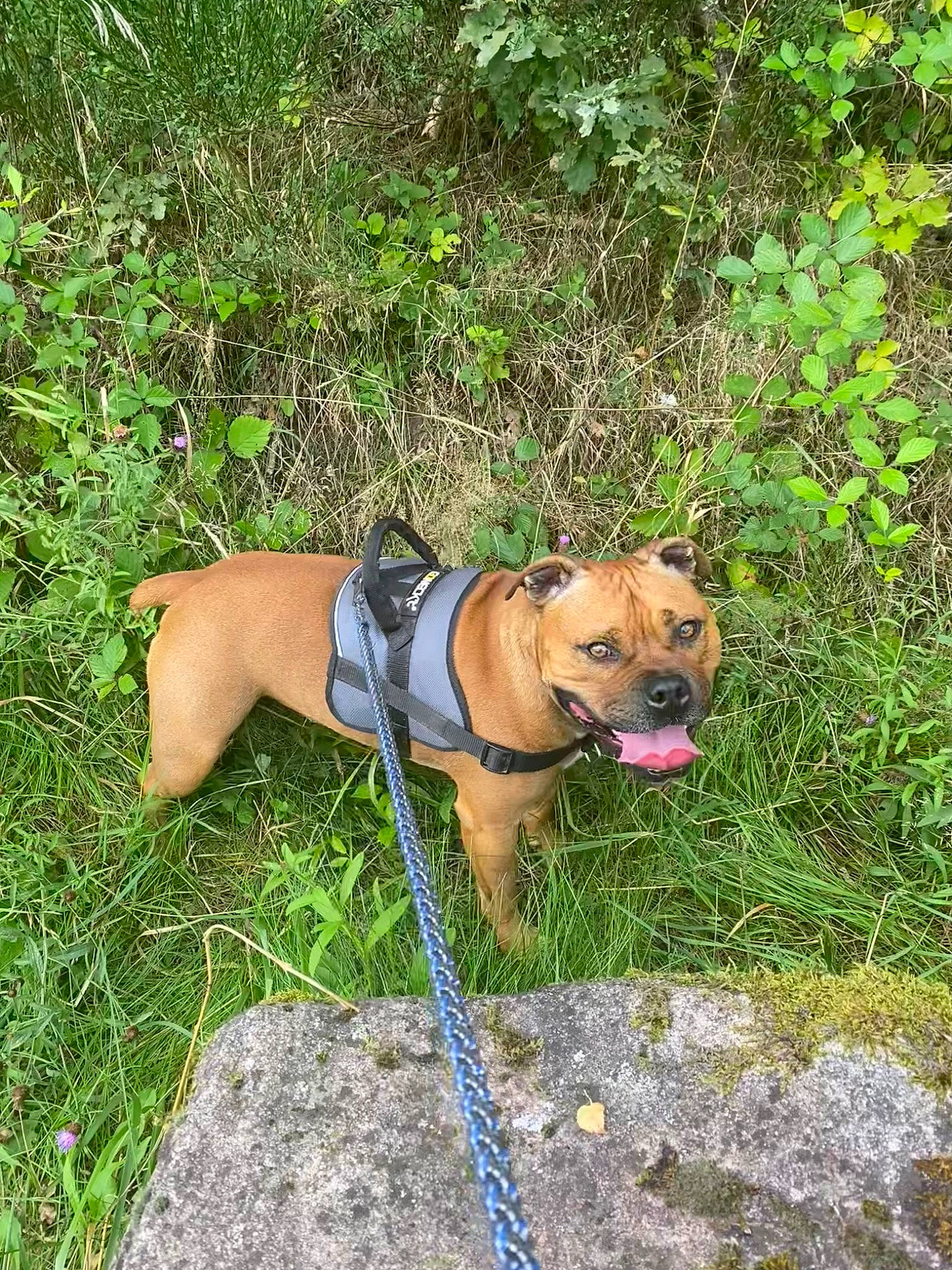 Scooby a rejoint le concours — aidez-le/la à gagner de superbes lots ! adventure, canidae, carnivore, collar, companion_dog, dog, dog_breed, dog_collar, dog_supply, fawn, grass, groundcover, guard_dog, leash, pet_supply, plant, snout, sporting_group, working_animal, working_dog