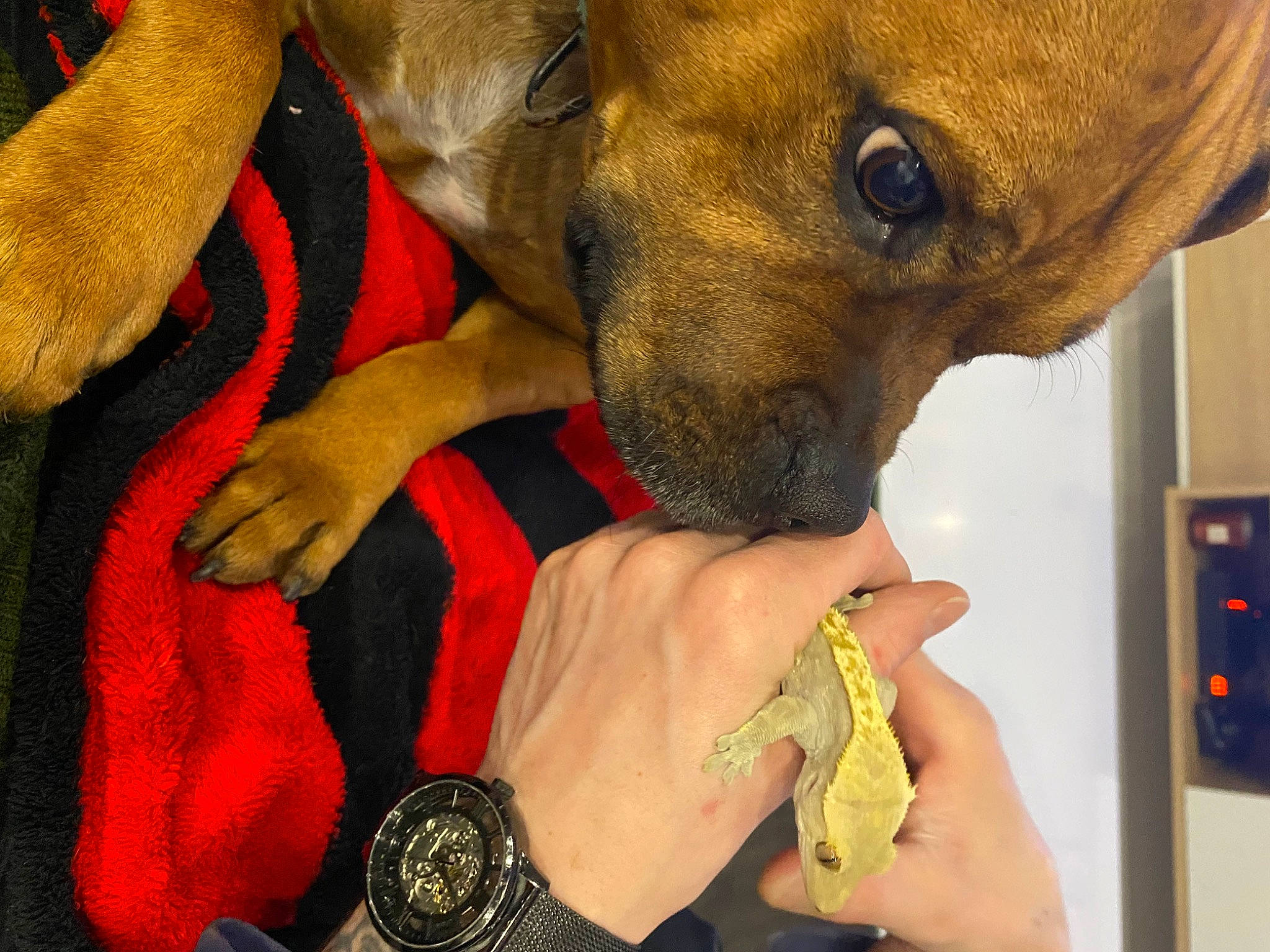 Scooby a rejoint le concours — aidez-le/la à gagner de superbes lots ! analog_watch, carnivore, clock, collar, companion_dog, dog, dog_breed, ear, fawn, fur, gesture, nail, pattern, snout, terrier, thumb, watch, whiskers, working_animal, wrist