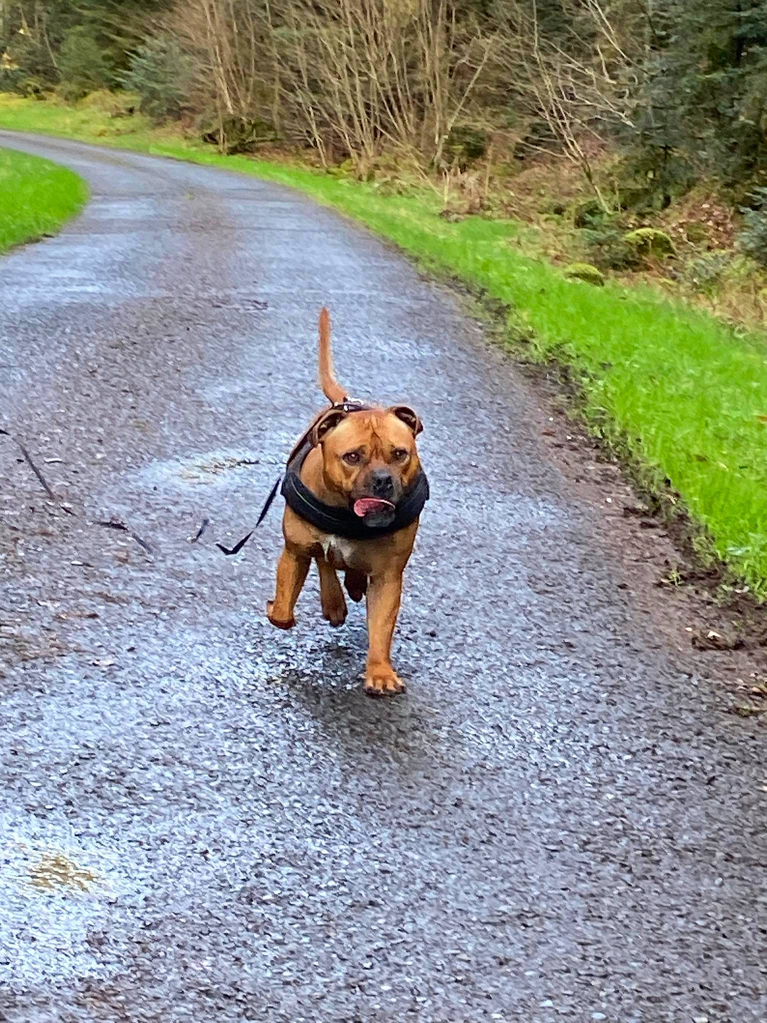 Scooby a rejoint le concours — aidez-le/la à gagner de superbes lots ! asphalt, carnivore, collar, companion_dog, dog, dog_breed, dog_collar, fashion_accessory, fawn, grass, leash, pet_supply, plant, road, road_surface, sidewalk, soil, sporting_group, tail, working_animal