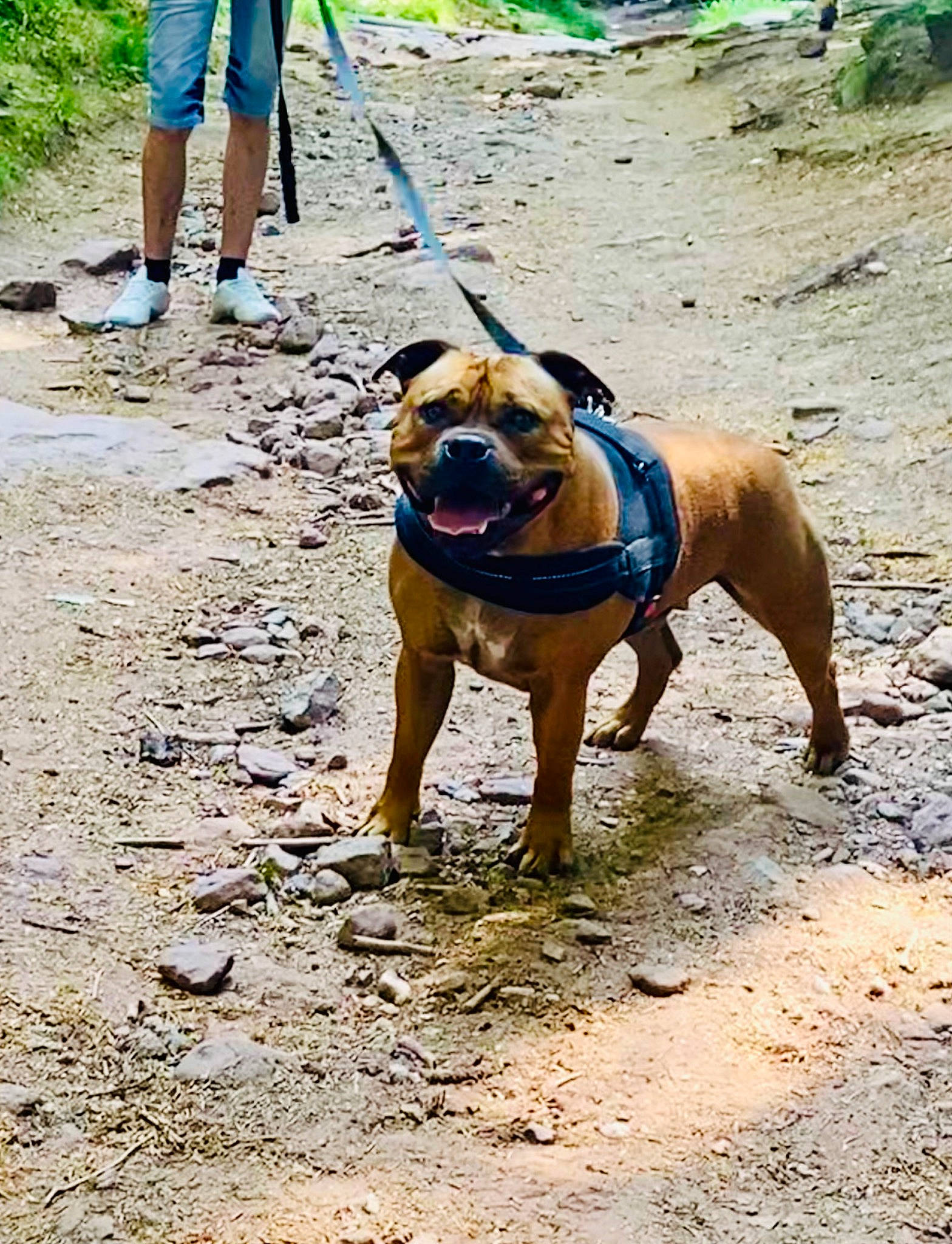 Scooby participe au concours pour gagner de l'argent avec cette photo : canidae, carnivore, collar, companion_dog, dog, dog_breed, dog_collar, dog_supply, fawn, foot, human_leg, leash, pet_supply, plant, shorts, soil, sporting_group, water, working_animal, working_dog