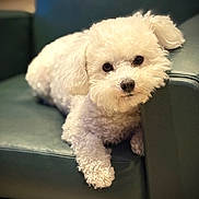 Nala participe au concours pour gagner de l'argent avec cette photo : dog, white_dog, fluffy, curly_fur, pet, animal, couch, leather, indoor, resting, cute, portrait, looking_at_camera, cozy, companion, furniture, small_dog, relaxed, cute_pet, domestic_animal