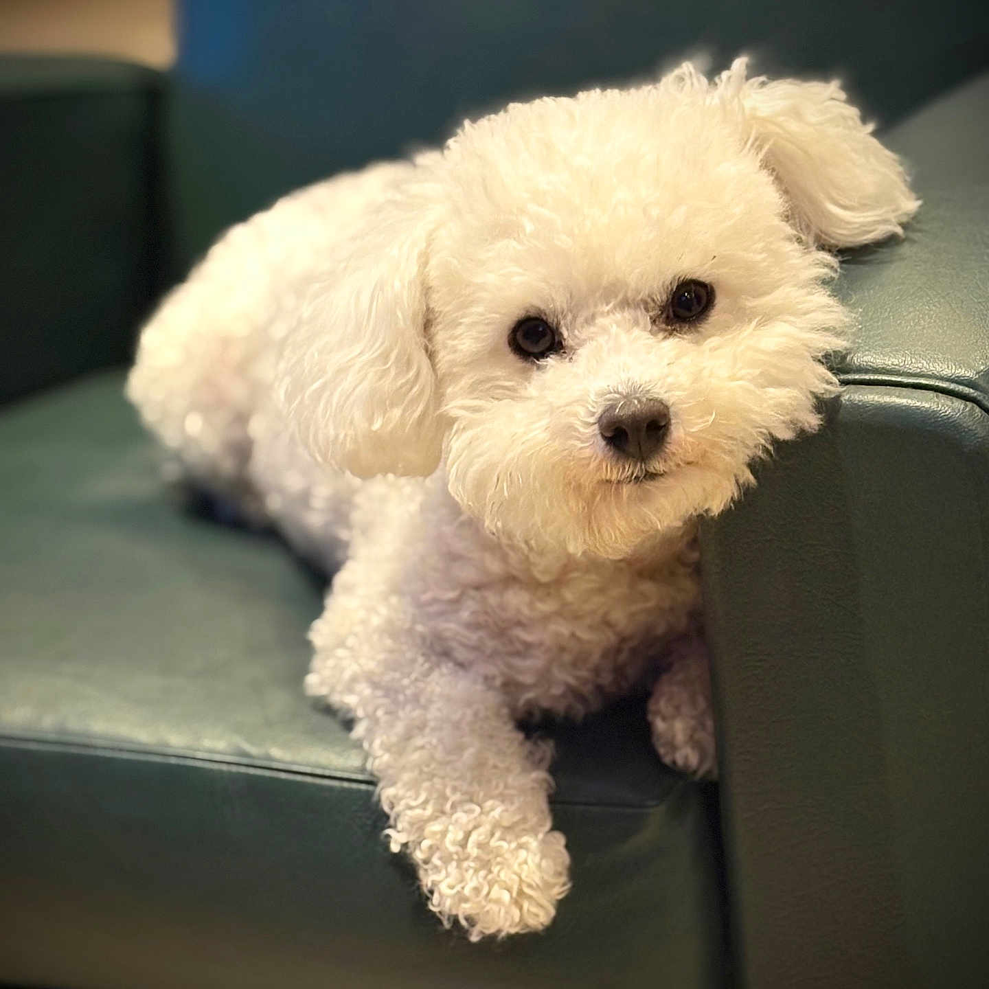 Nala participe au concours pour gagner de l'argent avec cette photo : dog, white_dog, fluffy, curly_fur, pet, animal, couch, leather, indoor, resting, cute, portrait, looking_at_camera, cozy, companion, furniture, small_dog, relaxed, cute_pet, domestic_animal