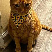 Otis is registered to the contest to win money with this photo: animal, bandana, calm, cat, companion, cute, domestic_cat, ears, feline, fur, household, indoor, orange_tabby, pet, portrait, sitting, sunflower_pattern, tail, whiskers, wooden_floor