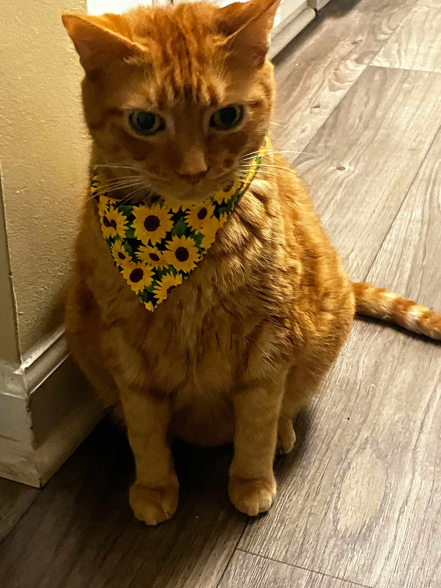 Otis