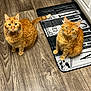 alert, animal_pair, cat, curious, domestic_cat, ears, feline, flooring, ginger_cat, home, indoor, kitchen_mat, looking_up, orange_fur, pet, sitting, tail, two_animals, whiskers, wooden_floor