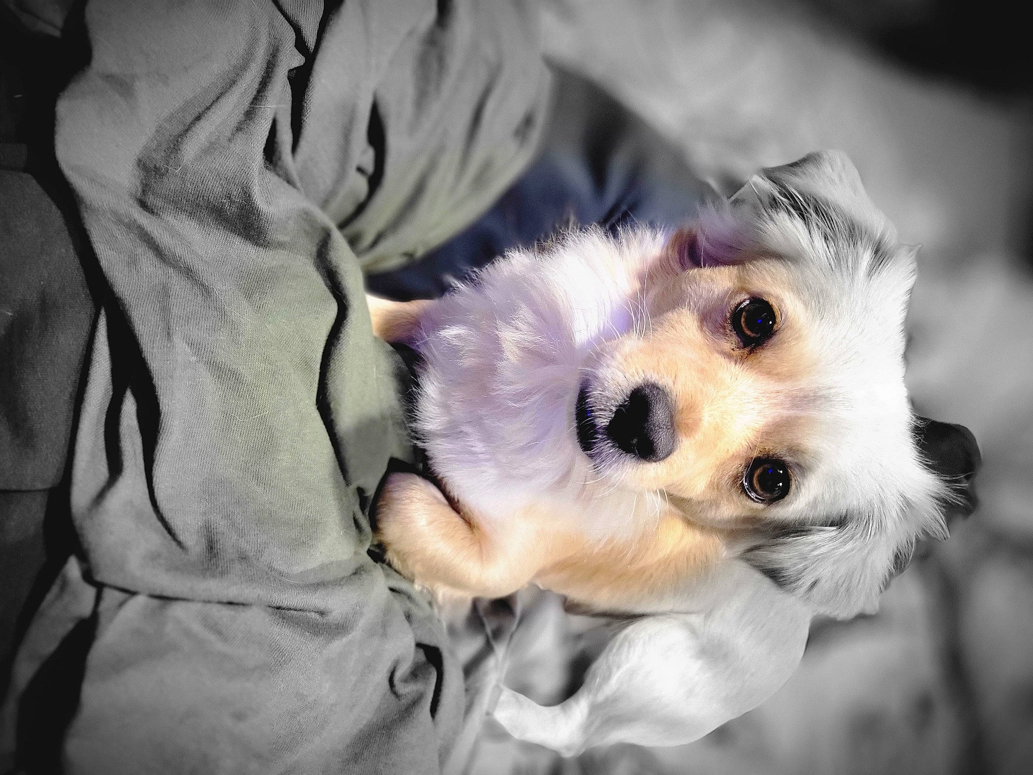 Peanut is registered to the contest to win money with this photo: carnivore, companion_dog, dog, dog_breed, ear, eye, eyelash, eyewear, fawn, fur, happy, iris, selfie, snout, sporting_group, sunglasses, toy, toy_dog, vision_care, whiskers