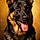 Ziva