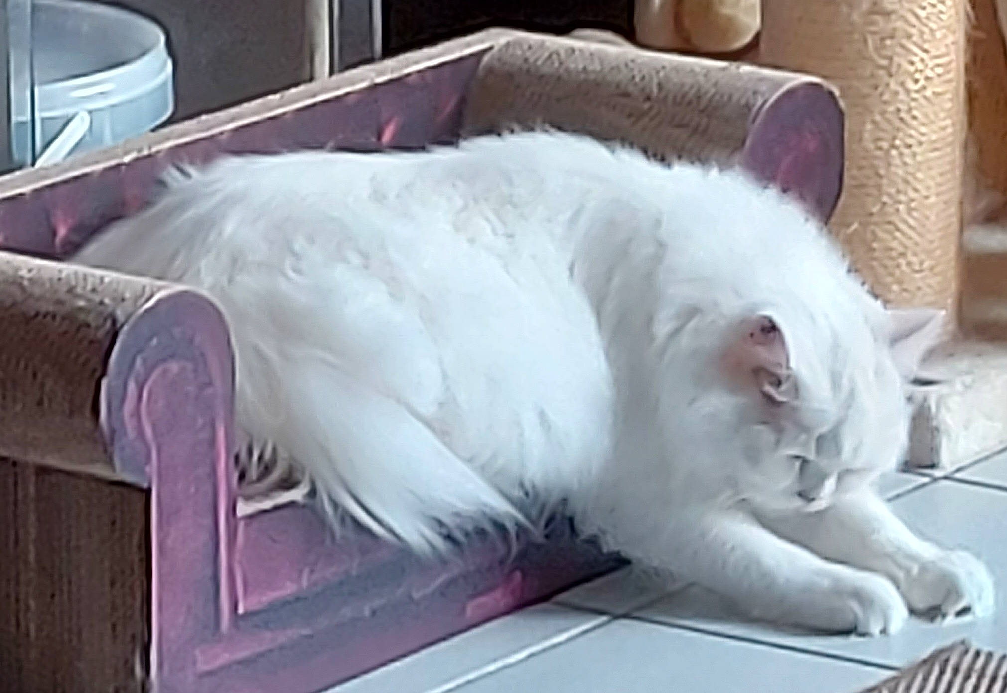 Ramses participe au concours pour gagner de l'argent avec cette photo : british_longhair, carnivore, cat, claw, comfort, companion_dog, couch, domestic_short_haired_cat, feather, felidae, flooring, fur, linens, nap, paw, small_to_medium_sized_cats, snout, tail, whiskers, windscreen_wiper