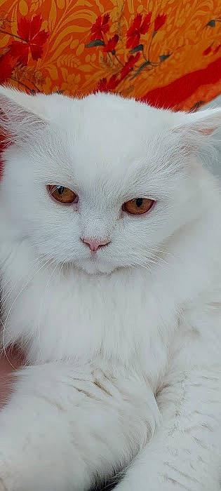 Ramses a rejoint le concours — aidez-le/la à gagner de superbes lots ! carnivore, cat, close_up, felidae, fur, small_to_medium_sized_cats, snout, terrestrial_animal, whiskers