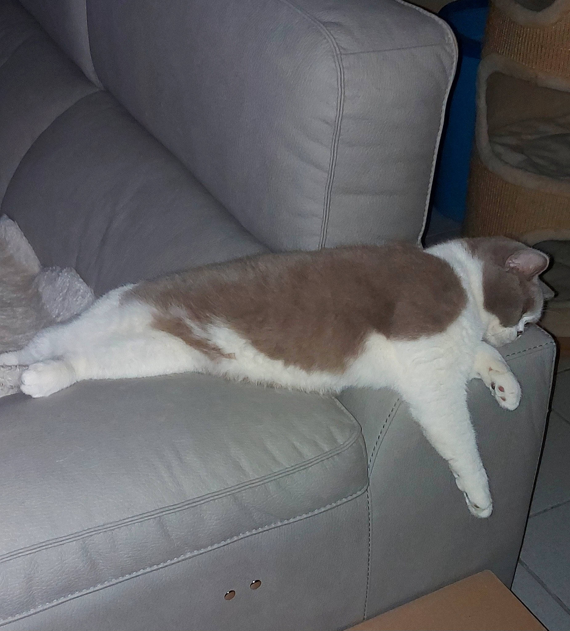 Pluche participe au concours pour gagner de l'argent avec cette photo : carnivore, cat, comfort, companion_dog, couch, domestic_short_haired_cat, fawn, felidae, floor, flooring, fur, furniture, hardwood, human_leg, mammal, small_to_medium_sized_cats, tail, vertebrate, whiskers, wood