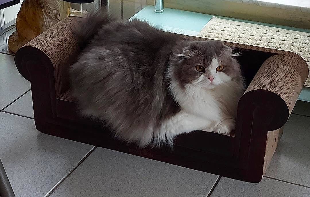 Pompon participe au concours pour gagner de l'argent avec cette photo : box, british_longhair, carnivore, cat, comfort, couch, felidae, flooring, fur, grey, hardwood, room, small_to_medium_sized_cats, tail, whiskers