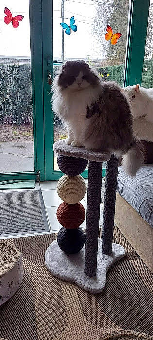 Pompon participe au concours pour gagner de l'argent avec cette photo : canidae, carnivore, cat, cat_furniture, cat_supply, chair, comfort, companion_dog, fawn, felidae, flooring, fur, hardwood, porch, ragdoll, sitting, small_to_medium_sized_cats, tail, whiskers, wood