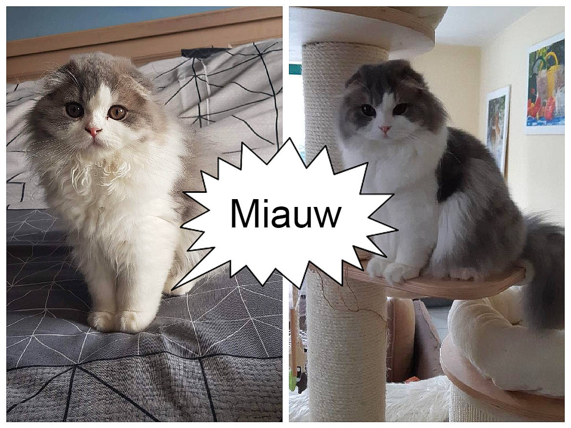 Pompon participe au concours pour gagner de l'argent avec cette photo : carnivore, cat, comfort, felidae, font, formal_wear, fur, happy, internet_meme, paw, pet_supply, photo_caption, rectangle, sitting, small_to_medium_sized_cats, snout, tail, terrestrial_animal, whiskers, white