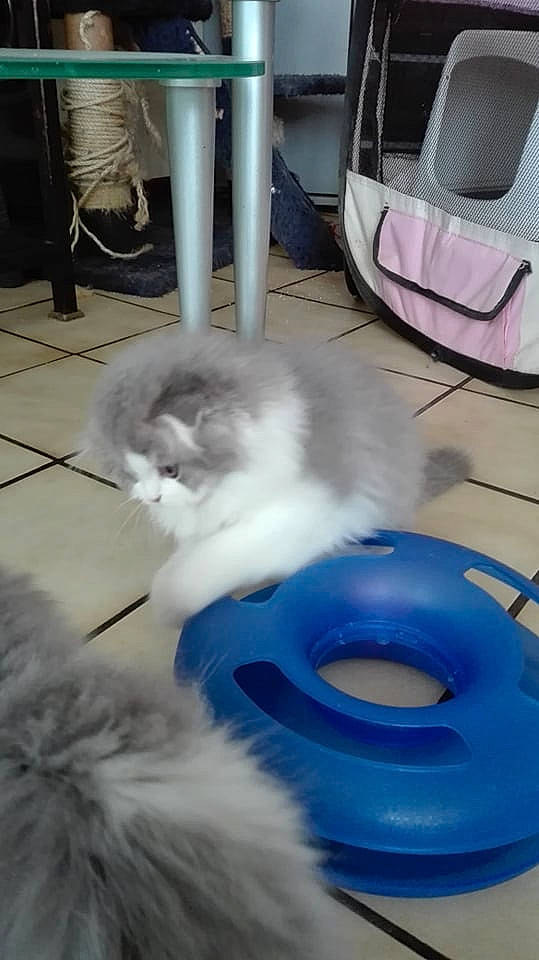 Pompon a rejoint le concours — aidez-le/la à gagner de superbes lots ! automotive_tire, automotive_wheel_system, canidae, carnivore, cat, cat_supply, companion_dog, dog_breed, electric_blue, felidae, flooring, fog, fur, gas, samoyed, small_to_medium_sized_cats, spitz, tail, whiskers, white