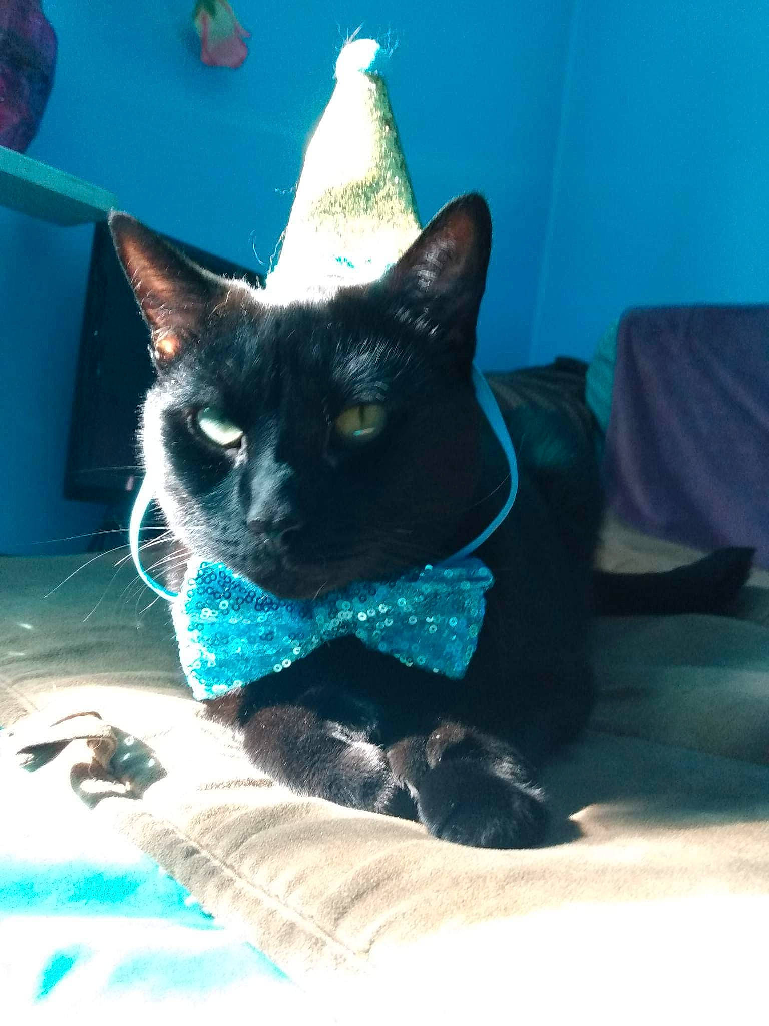 Hemingway is registered to the contest to win money with this photo: black_cat, carnivore, cat, cat_supply, claw, comfort, cone, domestic_short_haired_cat, electric_blue, fawn, felidae, fur, grey, linens, paw, pet_supply, small_to_medium_sized_cats, snout, tail, whiskers