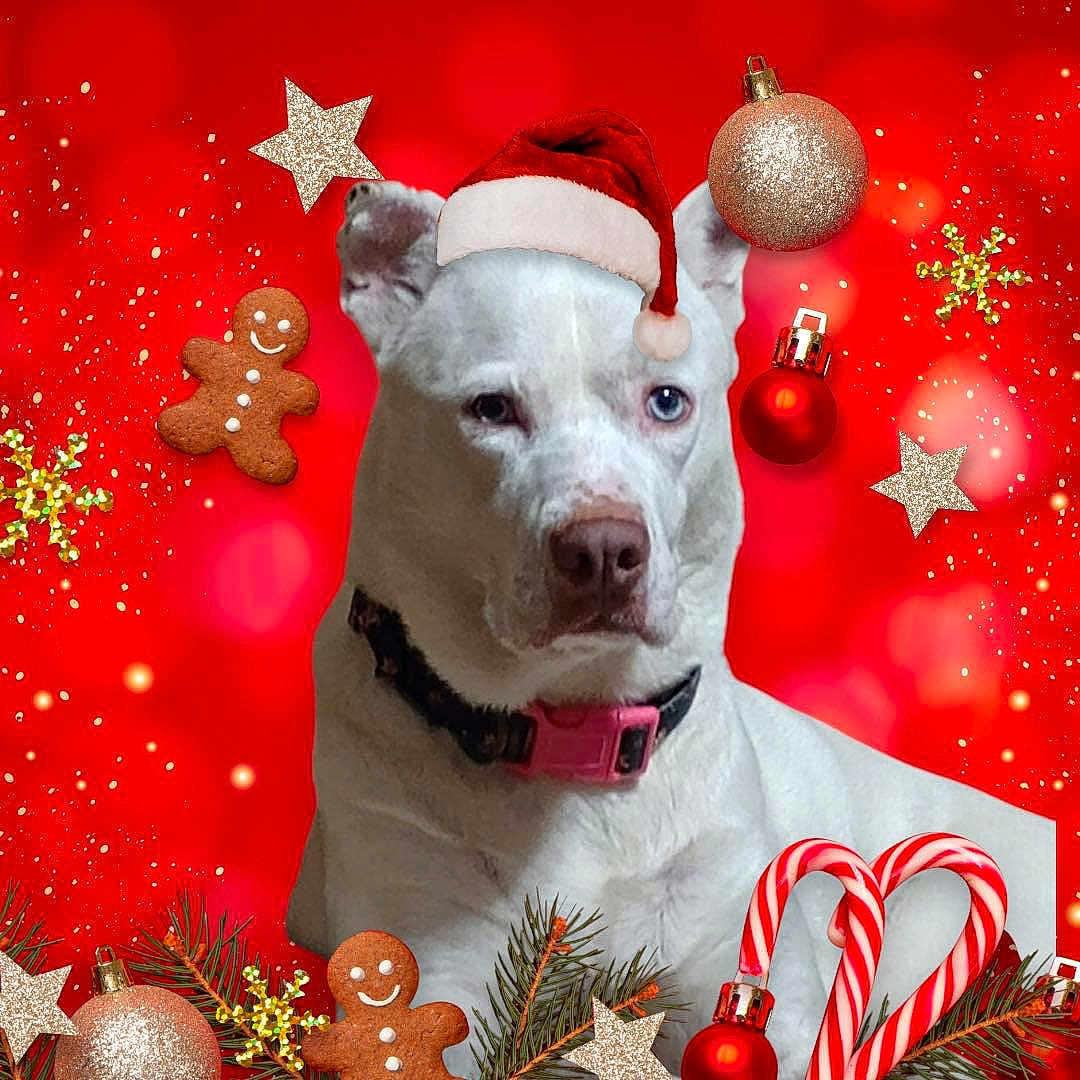 Sissy joined the competition — help win amazing prizes! accessories, ammunition, animal, canine, christmas, christmasdecorations, christmastree, dog, elf, envelope, festival, food, greetingcard, grenade, husky, mail, pet, sweets, weapon, whitedog