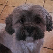Wisky a rejoint le concours — aidez-le/la à gagner de superbes lots ! bolonka, canidae, carnivore, chinese_imperial_dog, cockapoo, companion_dog, dog, dog_breed, havanese, kyi_leo, lhasa_apso, lowchen, mammal, poodle_crossbreed, schnoodle, shih_poo, shih_tzu, snout, tibetan_terrier, vertebrate