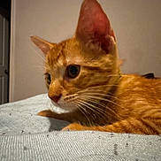 Carlos joined the competition — help win amazing prizes! cat, kitten, orange_tabby, indoor, bed, blanket, whiskers, ears, pet, feline, closeup, young, fur, cute, animal, domestic, resting, curious, side_view, home