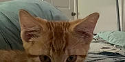 Carlos is registered to the contest to win money with this photo: cat, kitten, orange_tabby, indoor, bedspread, pillow, door, wall, floor, whiskers, ears, feline, pet, cute, animal, resting, paw, fur, young, curious