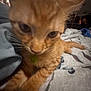 Carlos joined the competition — help win amazing prizes! cat, kitten, orange_tabby, pet, collar, indoor, close_up, whiskers, curious, feline, young_animal, paws, bedspread, fabric, domestic_animal, animal, cute, stretching, soft_light, blurred_background