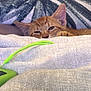 Carlos is registered to the contest to win money with this photo: cat, orange_tabby, sleepy, blanket, cozy, soft_texture, pet, indoor, resting, closeup, paw, feline, fur, domestic_animal, relaxed, cushion, comfort, animal, head, ears