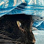 cat, black_cat, close_up, profile, whiskers, eye, fur, fabric, blue, pattern, cozy, sunlight, pet, animal, resting, soft, texture, indoor, calm, serene