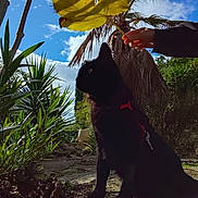 Tsuki a rejoint le concours — aidez-le/la à gagner de superbes lots ! cat, black_cat, animal, outdoor, nature, leaf, hand, sky, clouds, plants, greenery, harness, paw, shadow, sunlight, tree, garden, pet, profile, yellow_leaf